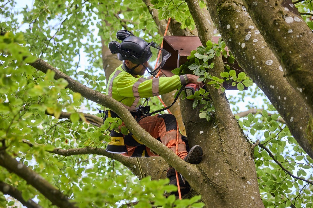 Person installing bat boxes in a tree