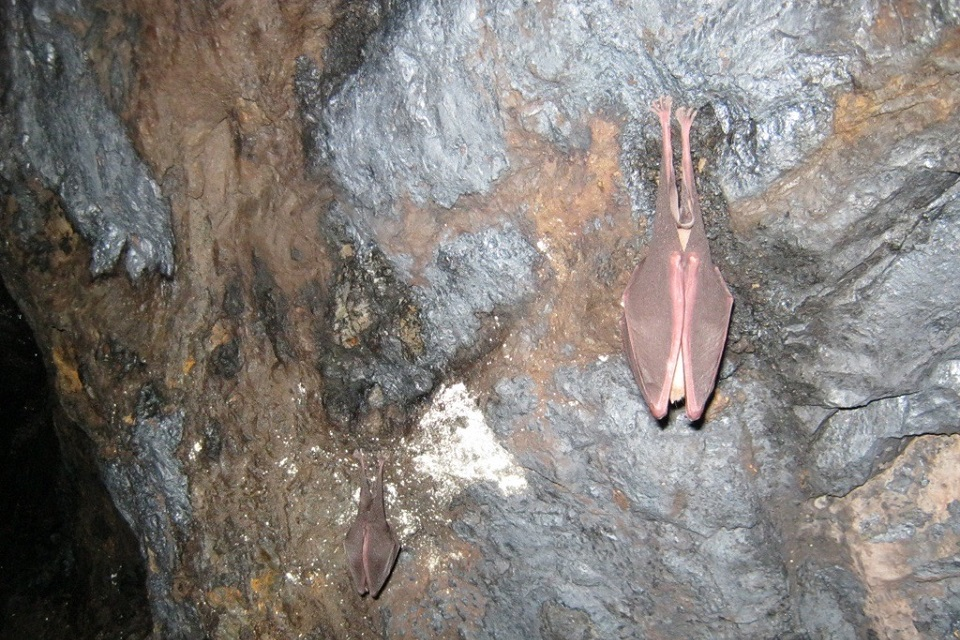 A lesser horseshoe and greater horseshoe bat pictured in a cave