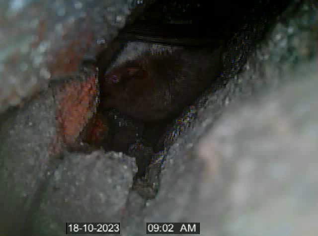 Daubenton bat photographed by a special endoscope camera